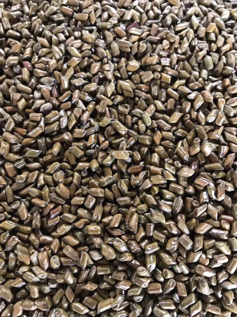 Cassia Tora Seeds (Senna tora) - Crezantium