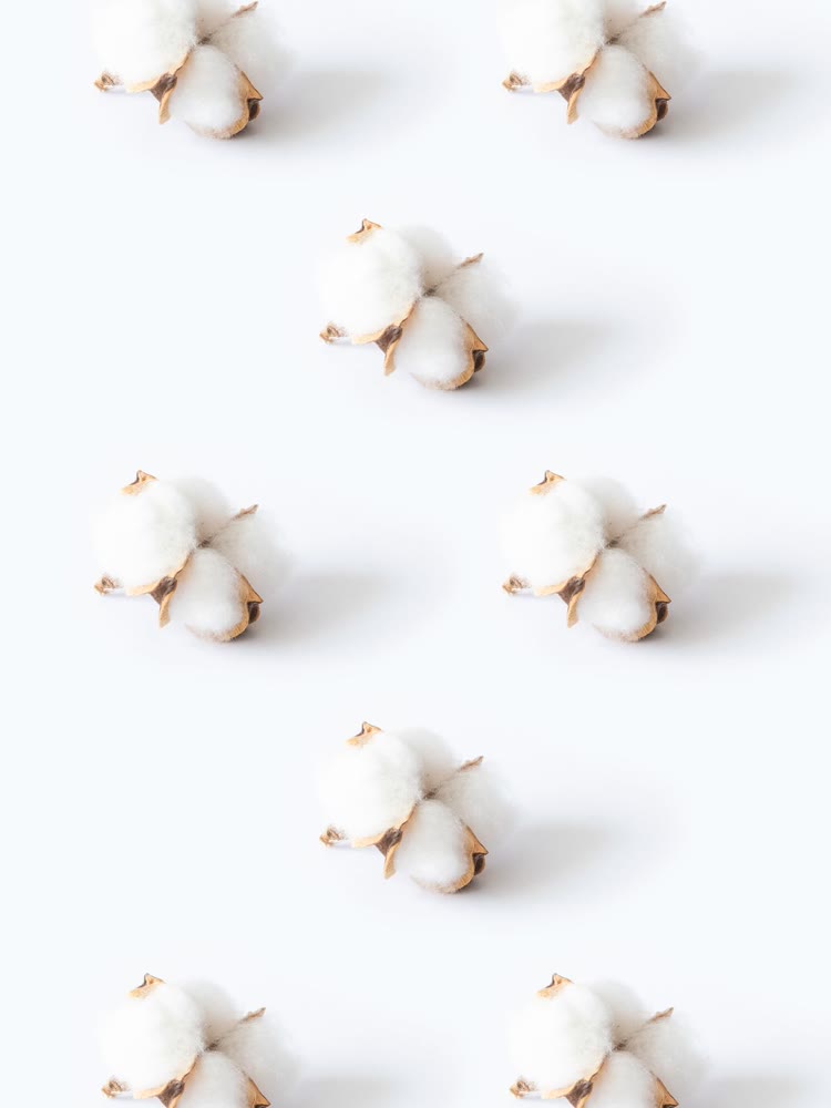 Cotton Seed Cake Feed - Crezantium