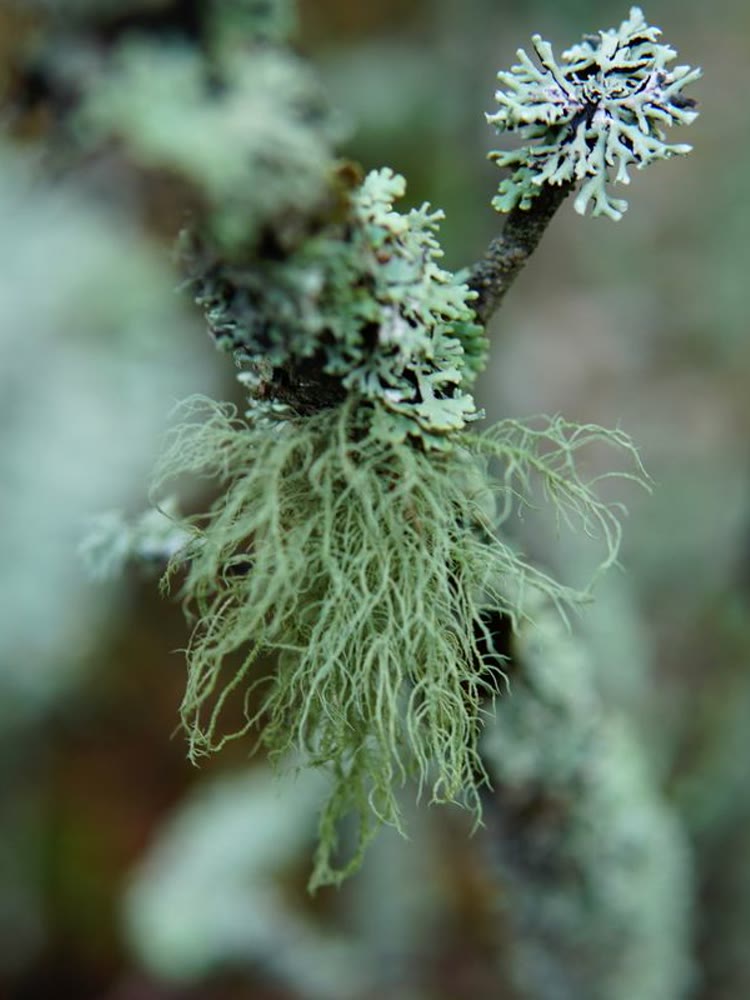 Oak Moss (Evernia prunastri) - Crezantium