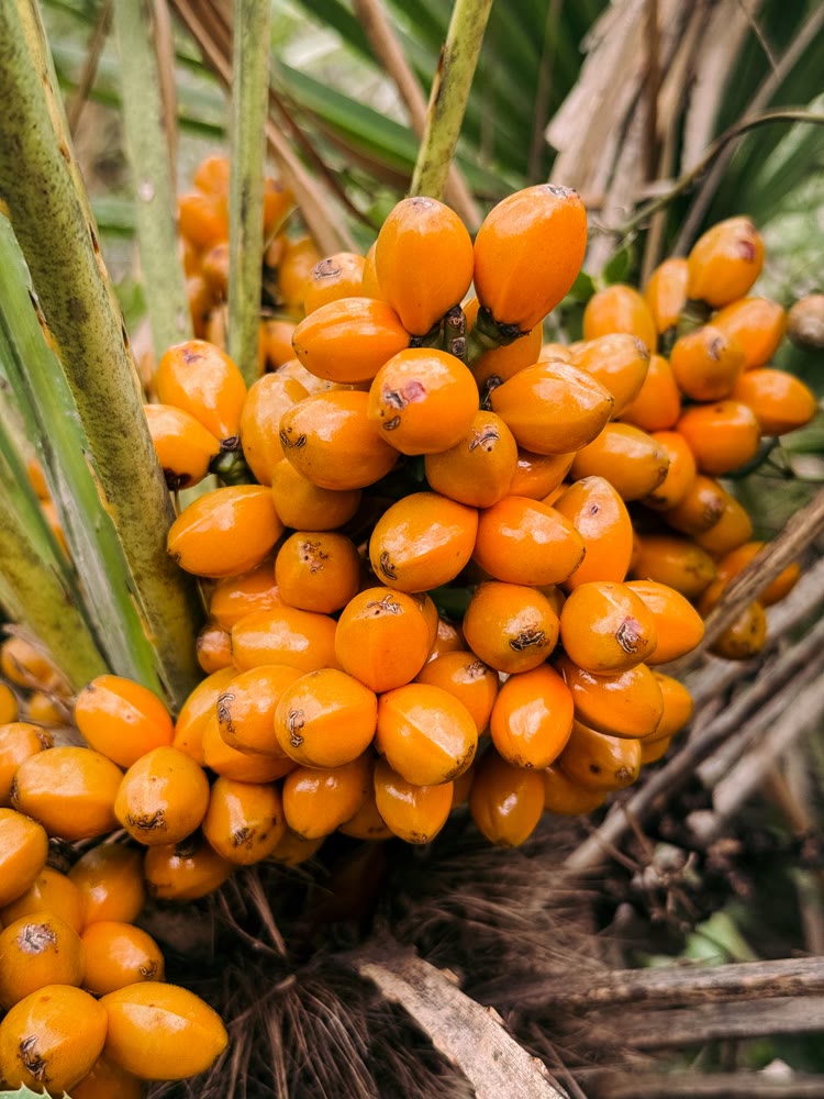 Palm oil - Crezantium
