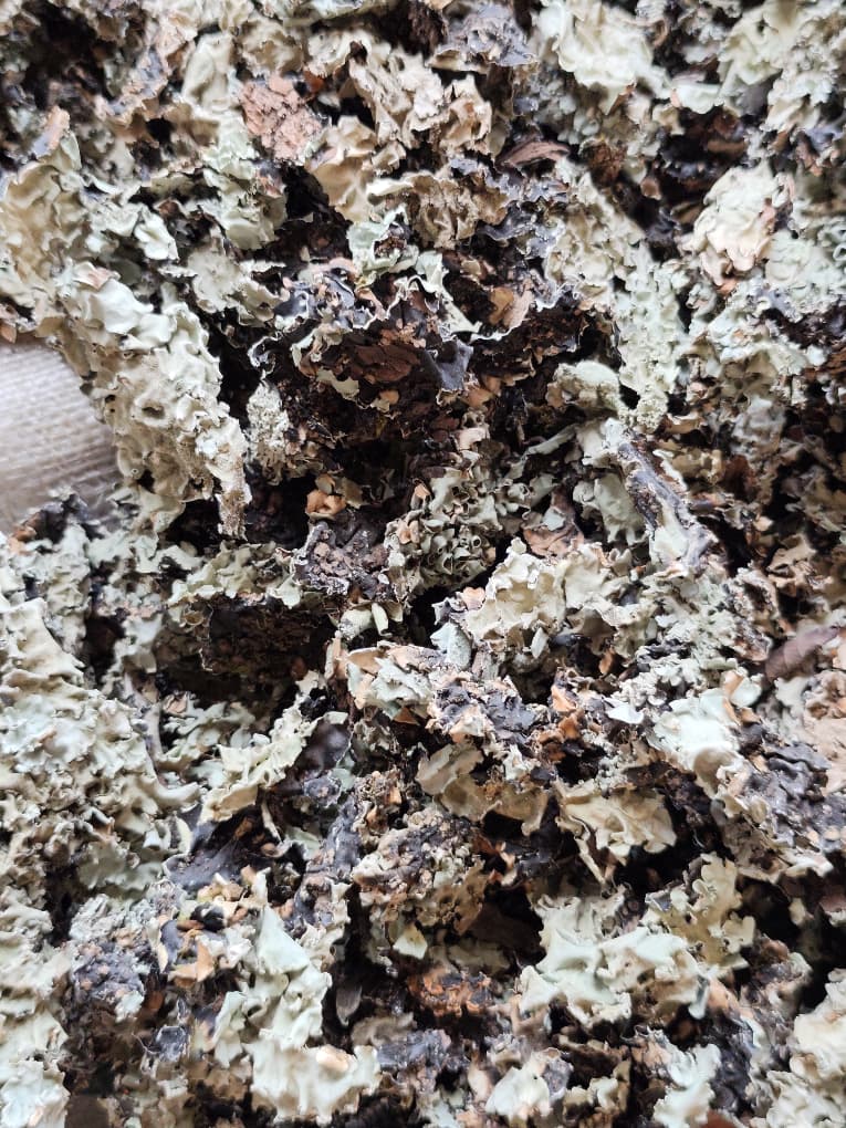 Stone Flower (Lichen) - Crezantium
