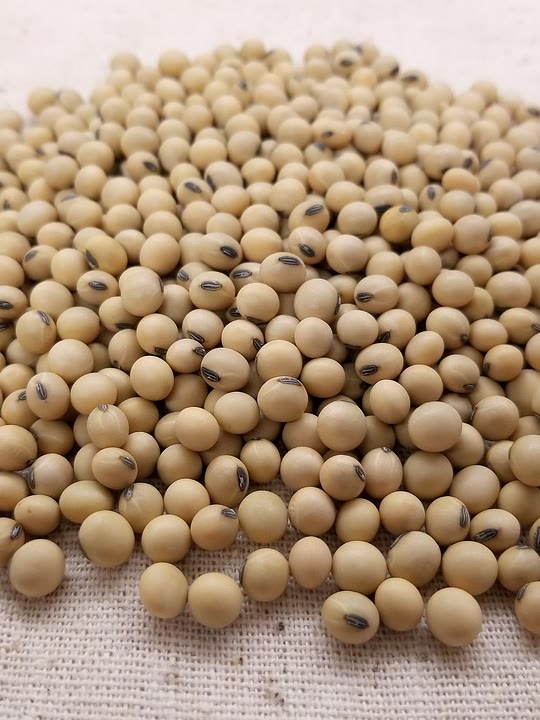 Premium Soyabeans (Glycine max) - Crezantium