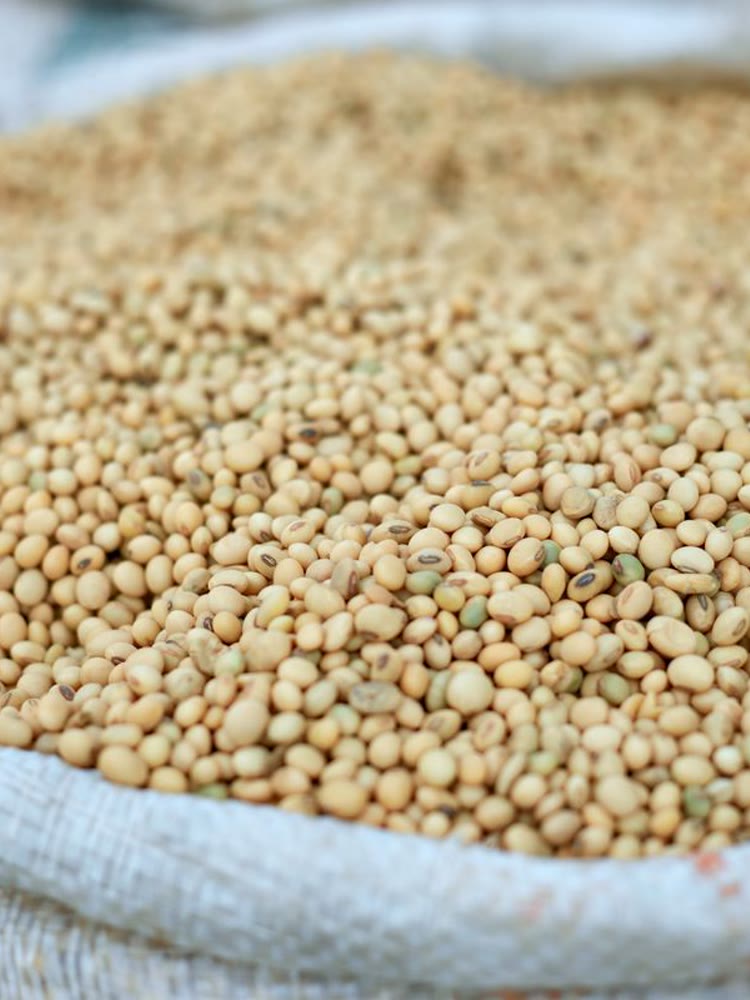Soyameal Soya Bean Meal - Crezantium
